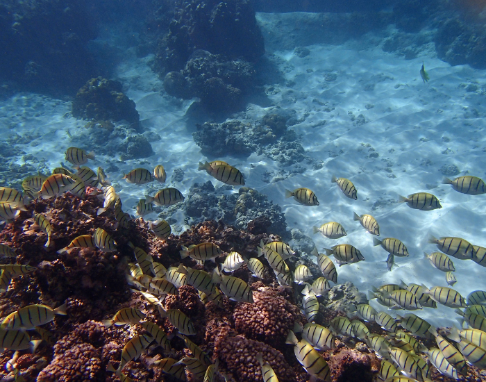 Seychelles snorkel reef 