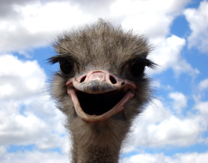 close up of a Smiling Ostrich