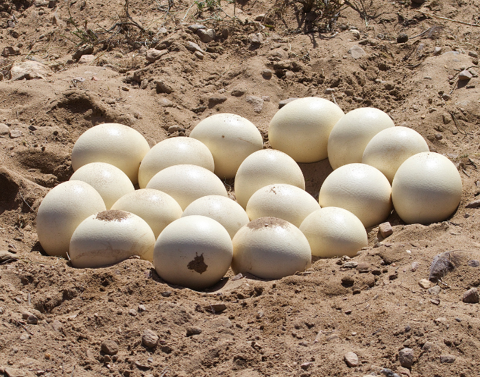Ostrich Eggs on the ground on a nest buried