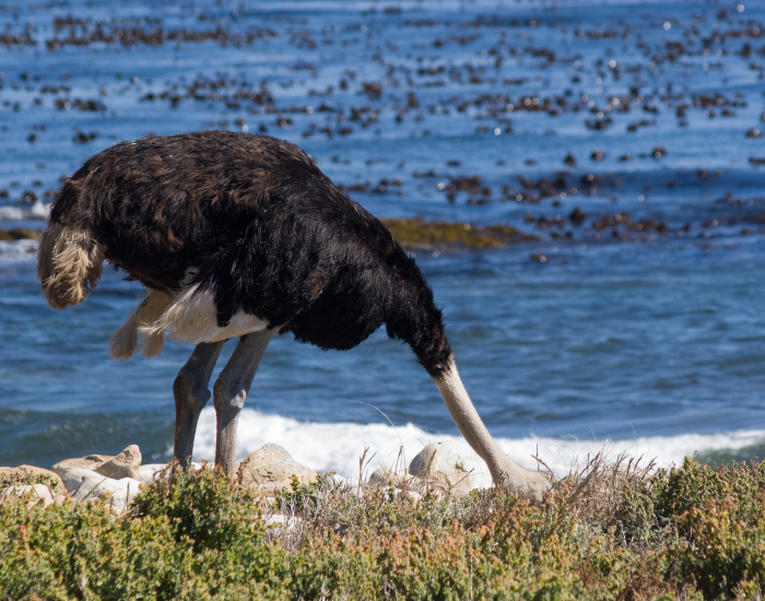 ostrich with head on the ground and the ocean on the background