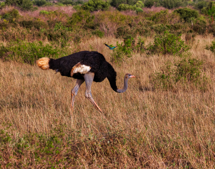 Somali ostrich in the wild