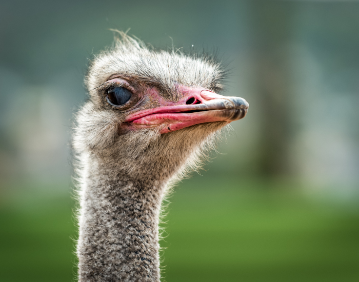 Ostrich close up of the head