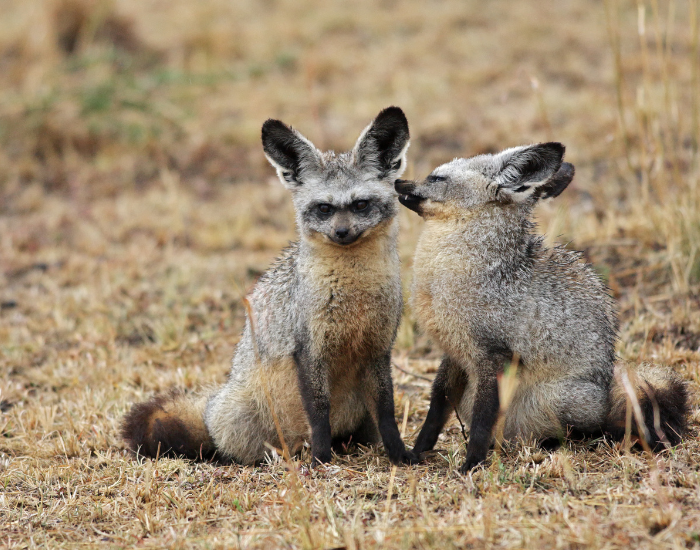 two bat eared foxes in the wild