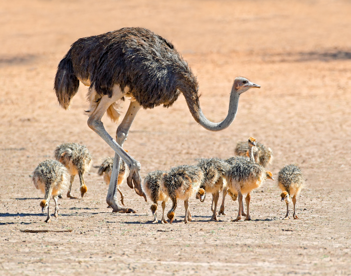 Ostrich with Chicks in the wild