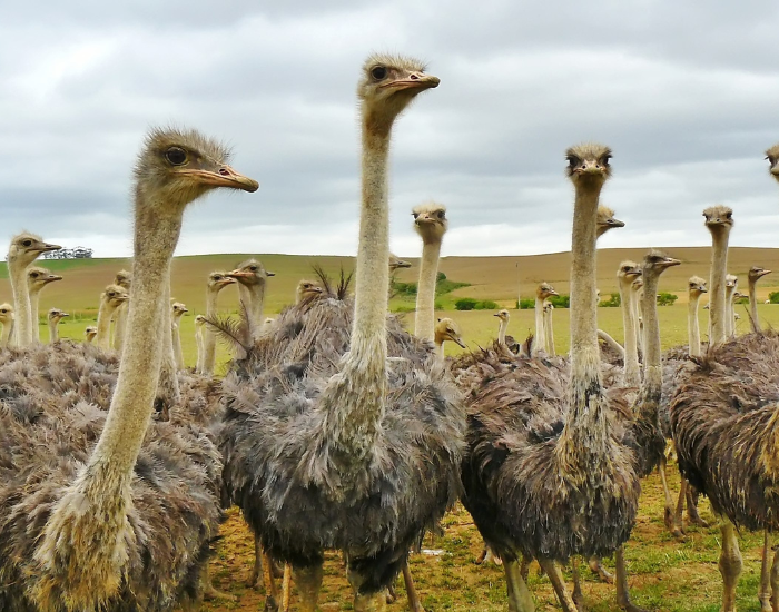 herd of ostriches
