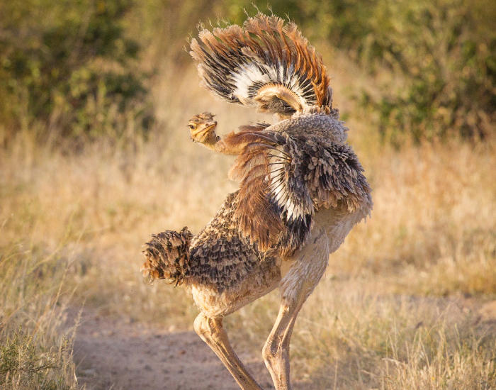 an ostrich flapping its wings