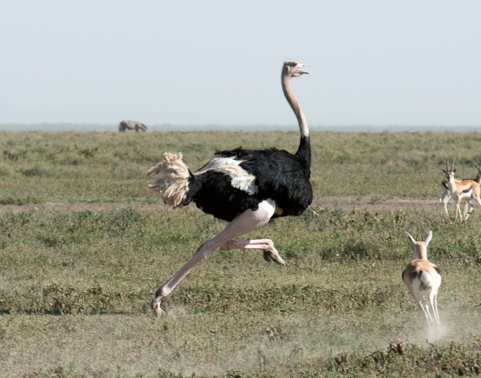 Running ostrich wild.webp Running ostrich in africa in the wild on grassland