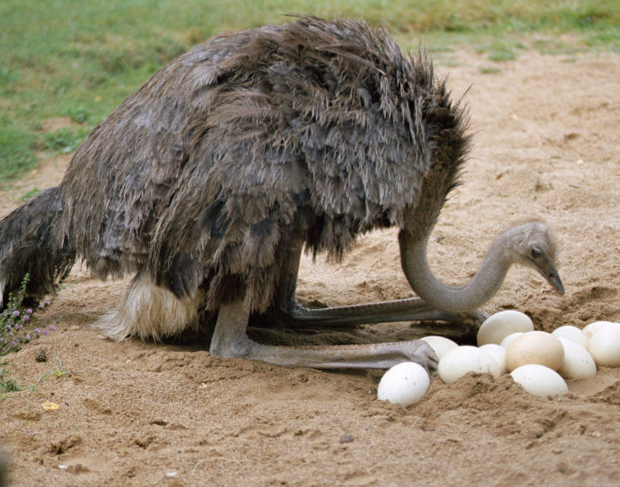 ostrich on the ground with its nest