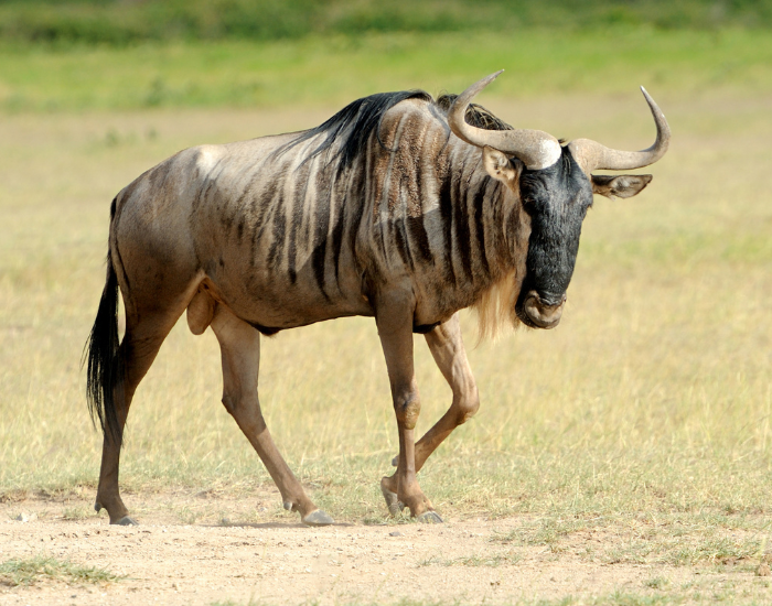 image-4.webp Wildebeest in the wild walking