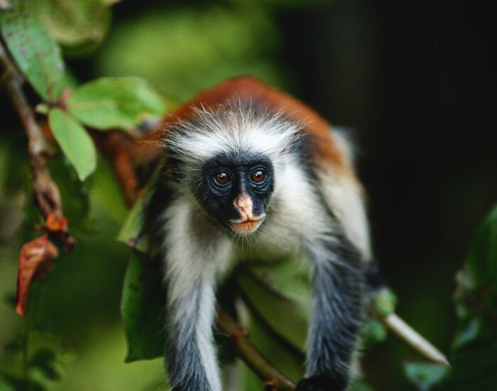 Zanzibar red colobus in the wild close up