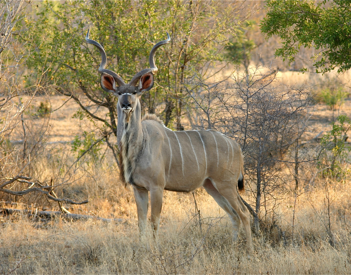 lesser kudu in the wild savanna