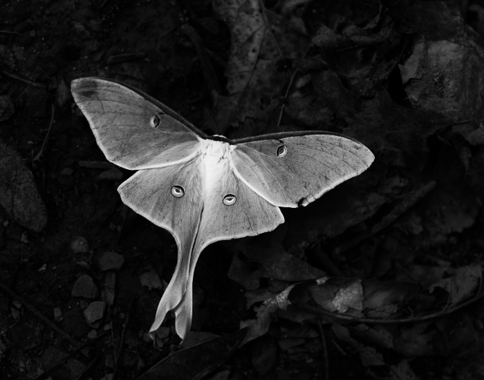 luna moth black and white