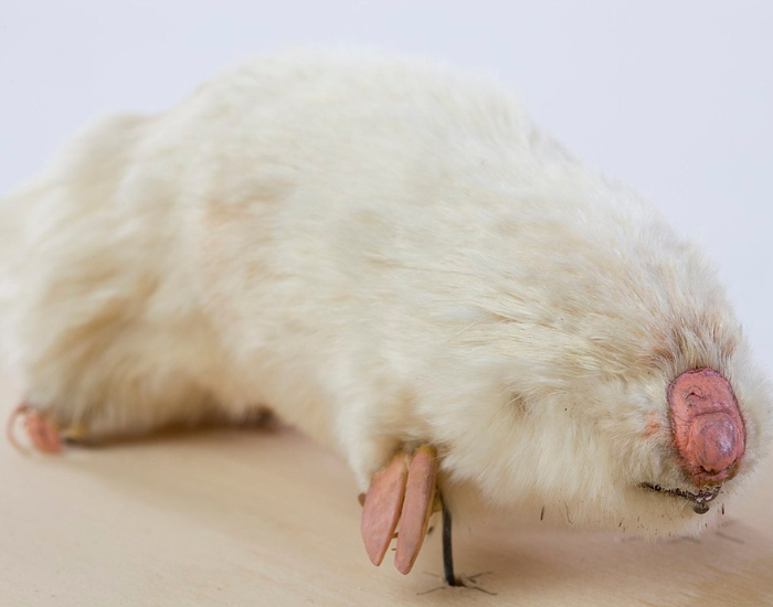 marsupial-mole.webp taxidermy of marsupial mole
