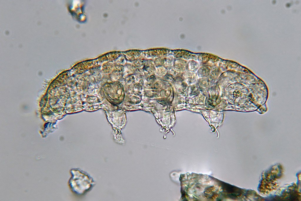 tardigrade under the microscope
