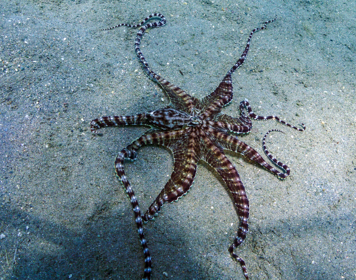 mimic octopus on the ocean floor