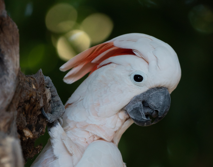 moluccan cockatoo close up of its head
