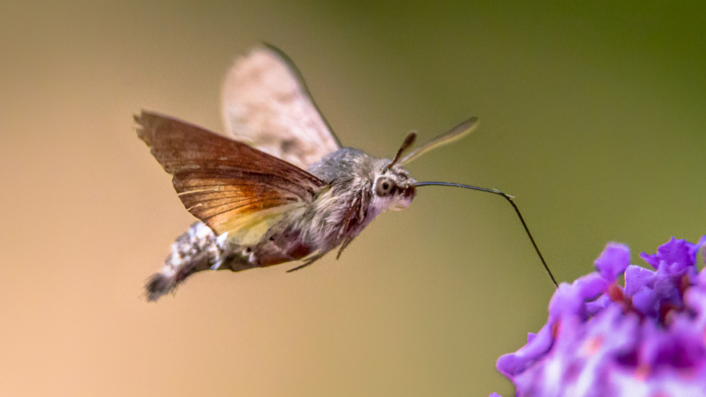 close up of a bird hawk moth feeding from a flower