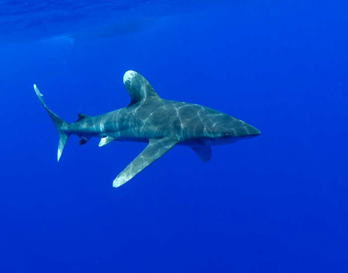 oceanic white tip shark