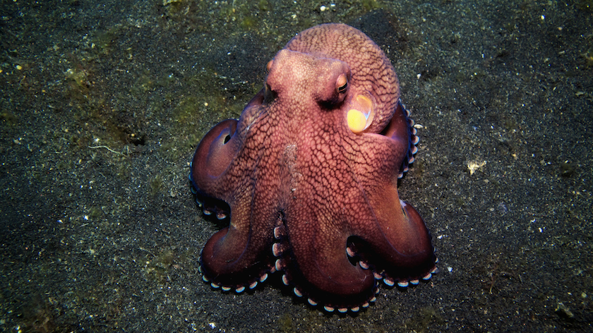octopus on the sea floor