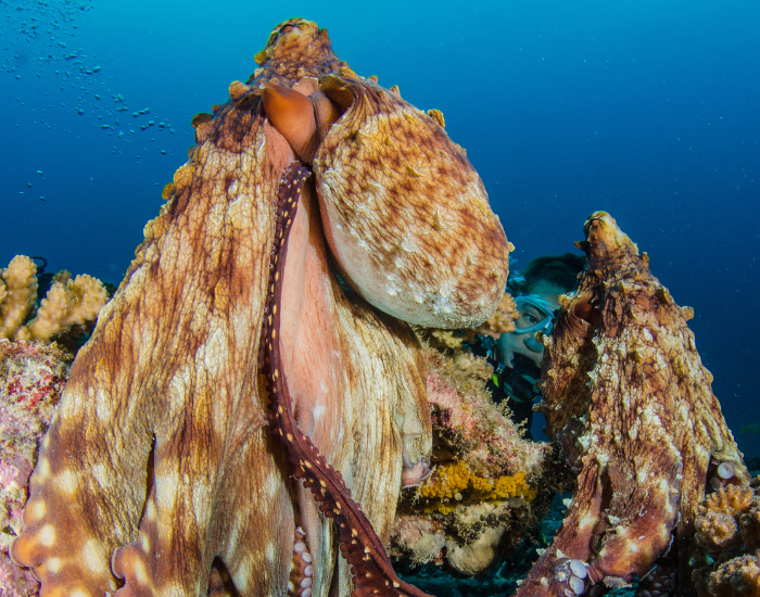 octopus mating showing 2 octopuses