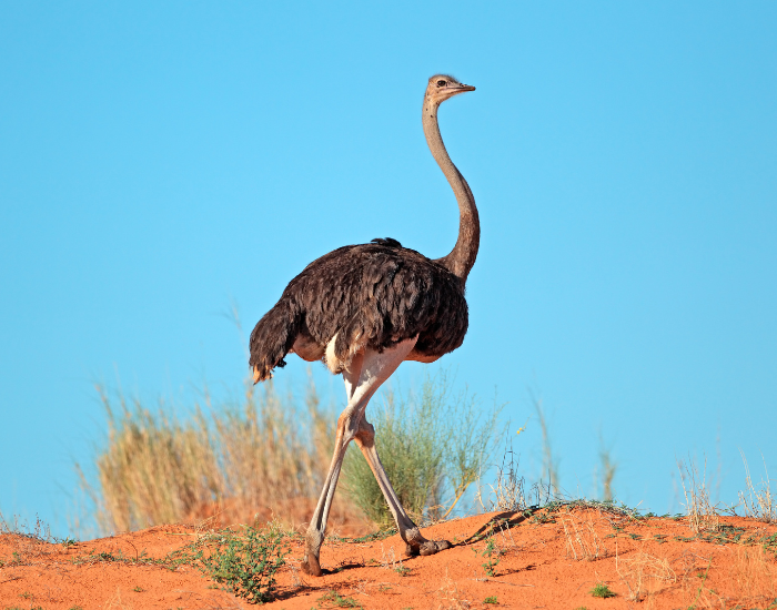 ostrich in the desert