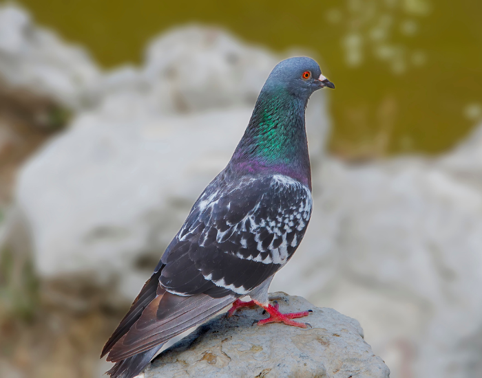 rock-dove.webp rock dove standing on a rock