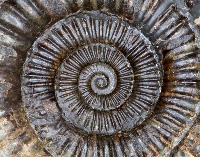 spiral fossil