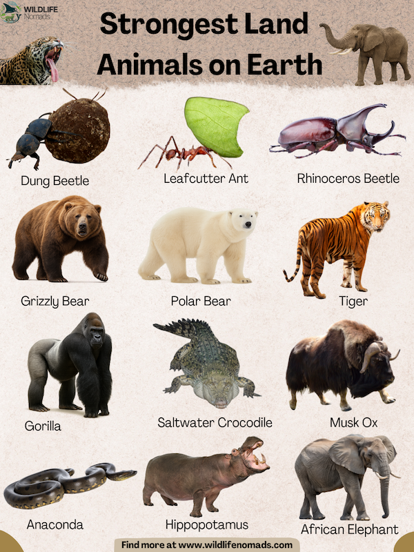 Strongest land animals on earth
