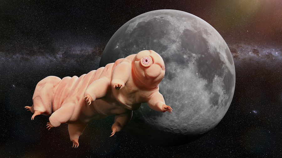 tardigrade flying in front of the moon