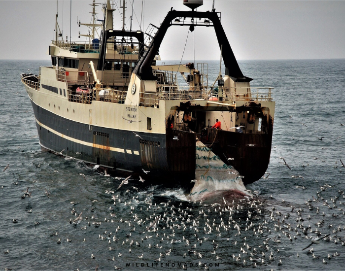 traler in the ocean fishing with many seabirds eating