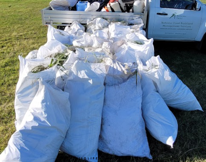 bags of weed next to a ute in australia