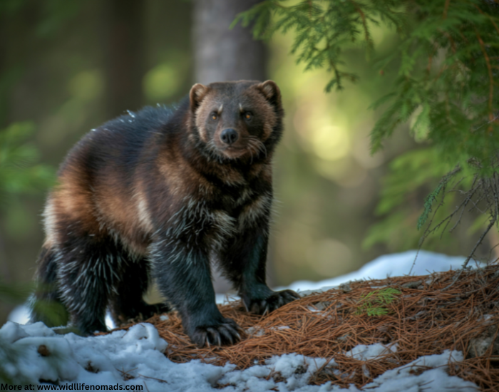 wolverine.webp wolverine walking