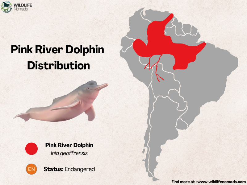 Pink river dolphins distribution map showing south america