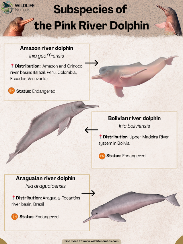 Subspecies of the Pink River Dolphin infographic