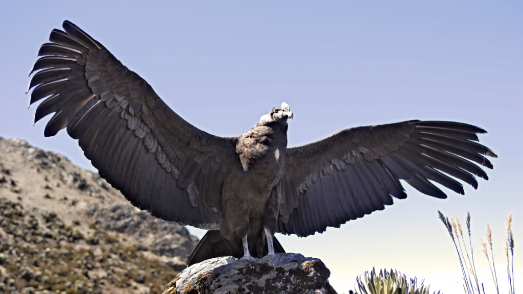 a big andean condor extending its wings