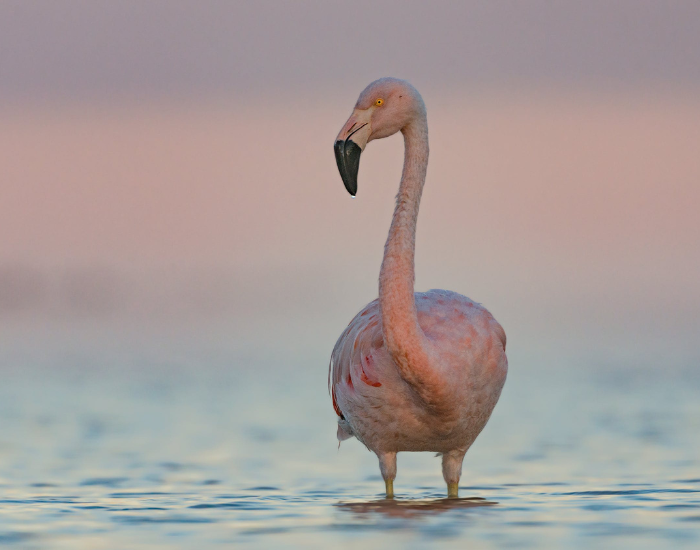a Chilean Flamingo standing on shallow water with the ocean at leg level