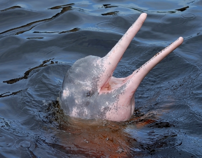 close up of a pink river dolphin