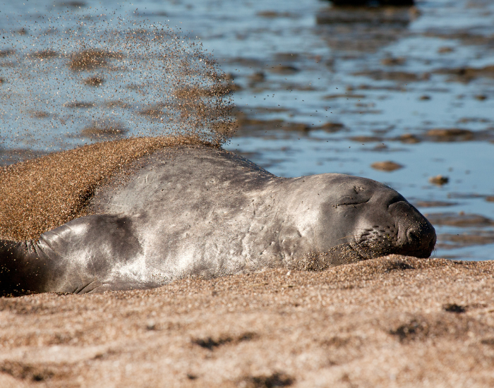 a seal laying on a beach in Peninsula Valdés
