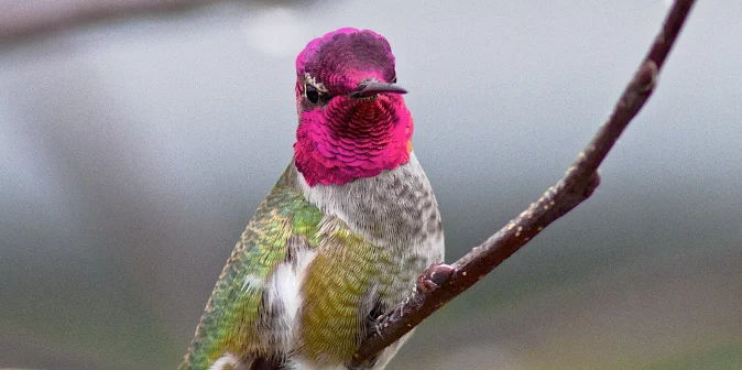 annas hummingbird standing on a branch