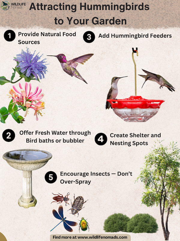 Attracting-Hummingbirds-to-Your-Garden-infograohic.webp Attracting Hummingbirds to Your Garden infographic