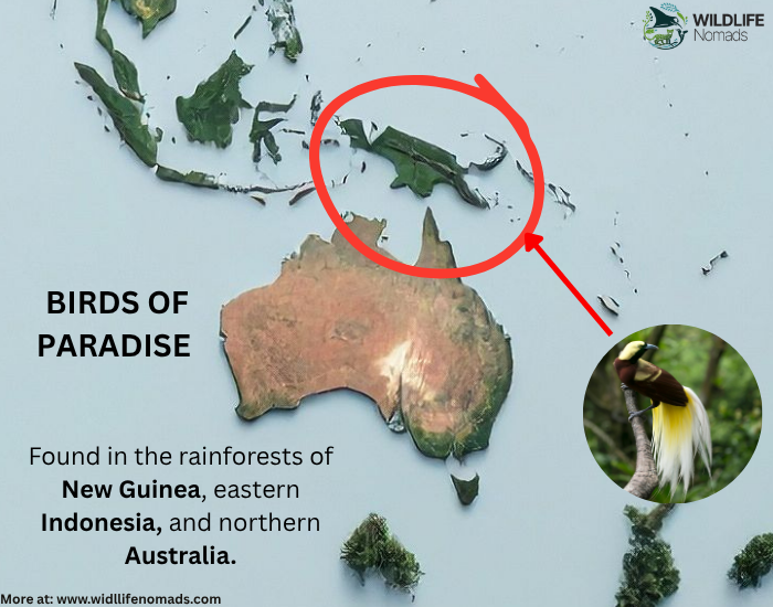 Birds-of-paradise-distribution-1.webp Birds of paradise distribution