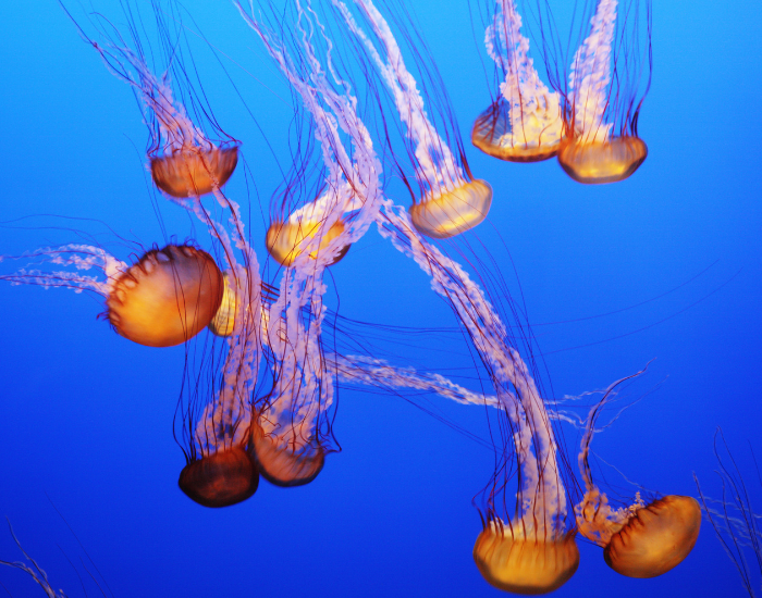 group of Black Sea Nettle underwater