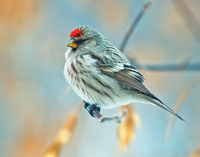 Common-Redpoll-Acanthis-flammea.webp common Redpol in the wild