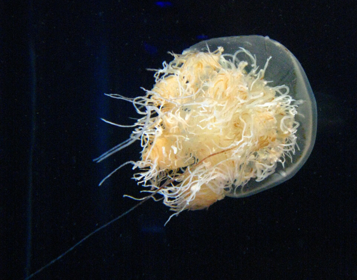 Nomura's Jellyfish (Nemopilema nomurai) with black background