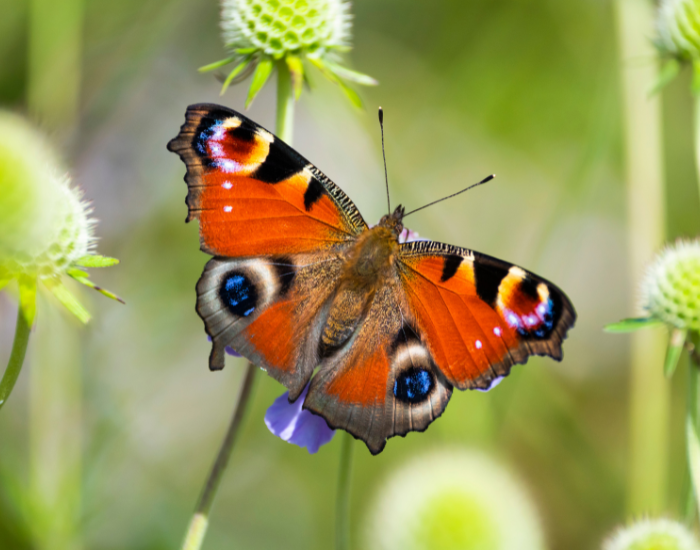 Peacock butterfly STANDING in a flower in the wild