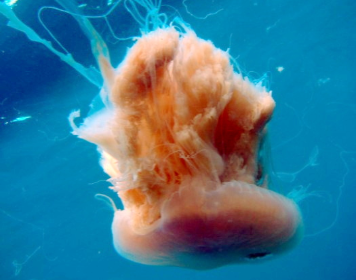 big Pink Meanie jellyfish underwater photo
