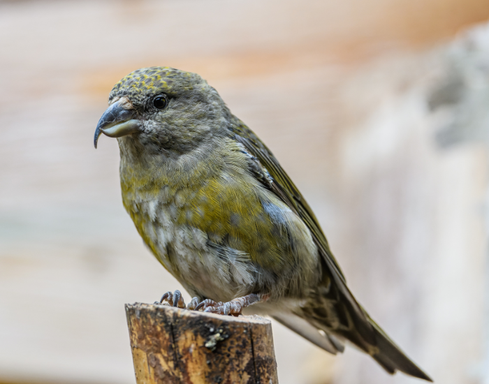 Red-Crossbill-Loxia-curvirostra.webp Red Crossbill clos eup