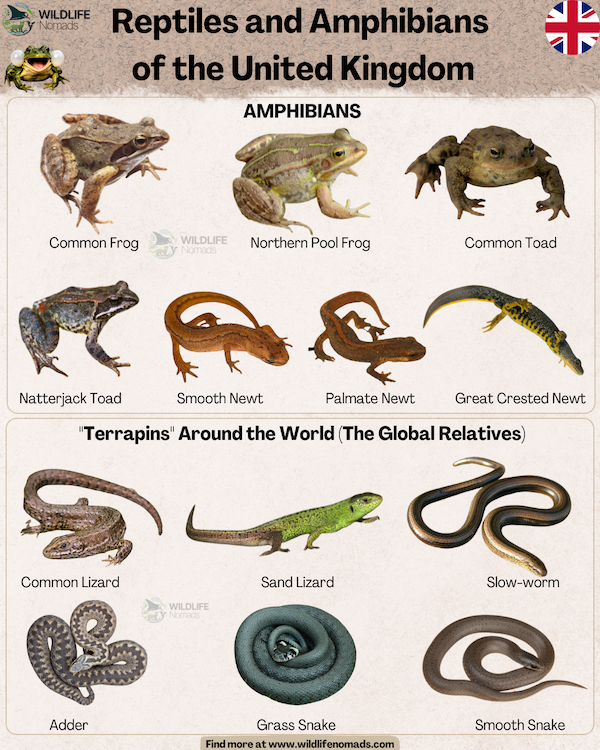 An educational infographic titled 'Reptiles and Amphibians of the United Kingdom'. The top section displays seven amphibians: Common Frog, Northern Pool Frog, Common Toad, Natterjack Toad, Smooth Newt, Palmate Newt, and Great Crested Newt. The bottom section displays six reptiles: Common Lizard, Sand Lizard, Slow-worm, Adder, Grass Snake, and Smooth Snake. Each species features a clear, isolated photo with its respective name below it.