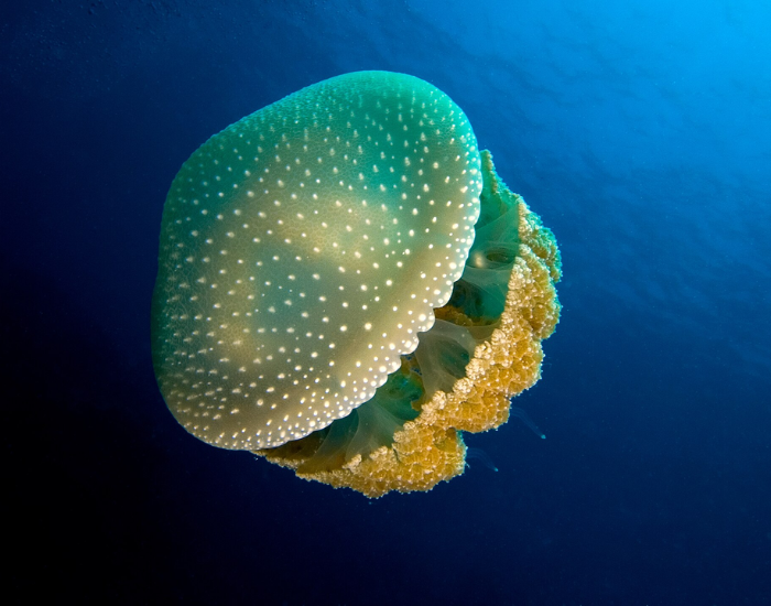 White-Spotted Jellyfish floating underwater