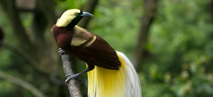 a bird of paradise